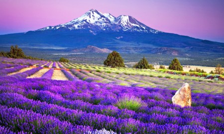 hoa-lavender-nhat-ban